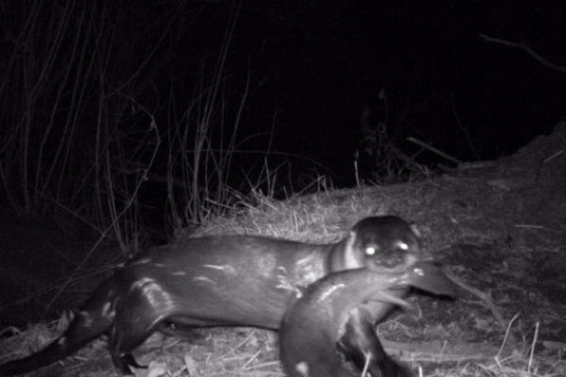 To Hungry Otter