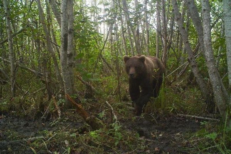 A Bear Emerges