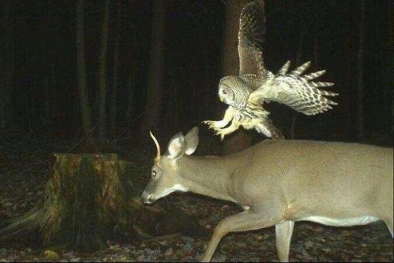 Owl strike