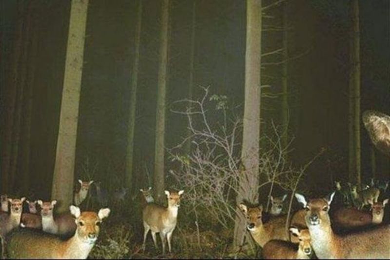 A Group of Deer