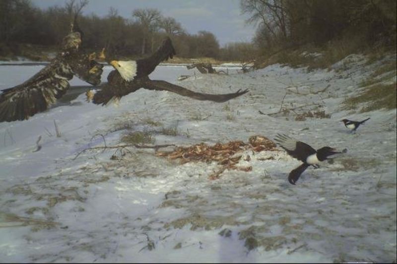 Eagle fight