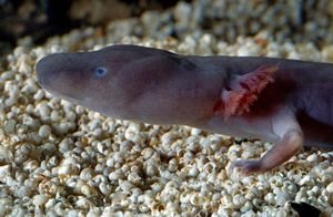 27. Olm Salamanders (Past a 100 years)