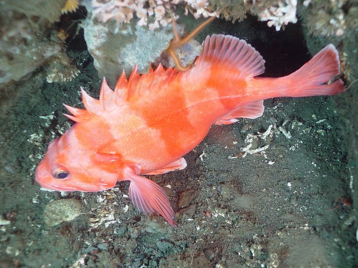 25. Redbanded Rockfish (106 years)