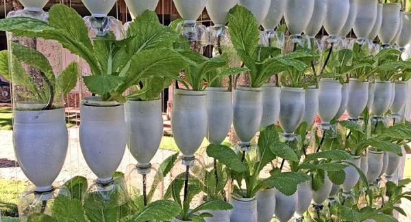 Bottles How To Make A Garden Fence With Recycled Material - Sharing Materials