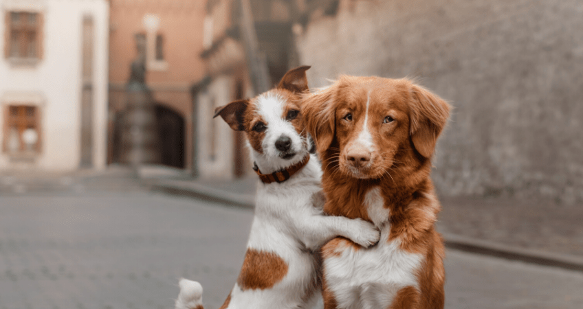 National Make a Friend Day: How to Help Your Dog Make Friends - Animal Rescue Professionals Association