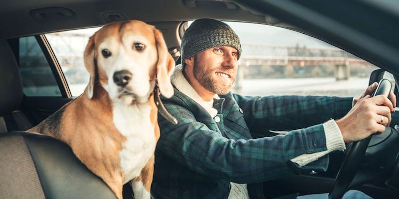 Furry Friends Are a Distraction While Driving | Daniel R. Rosen