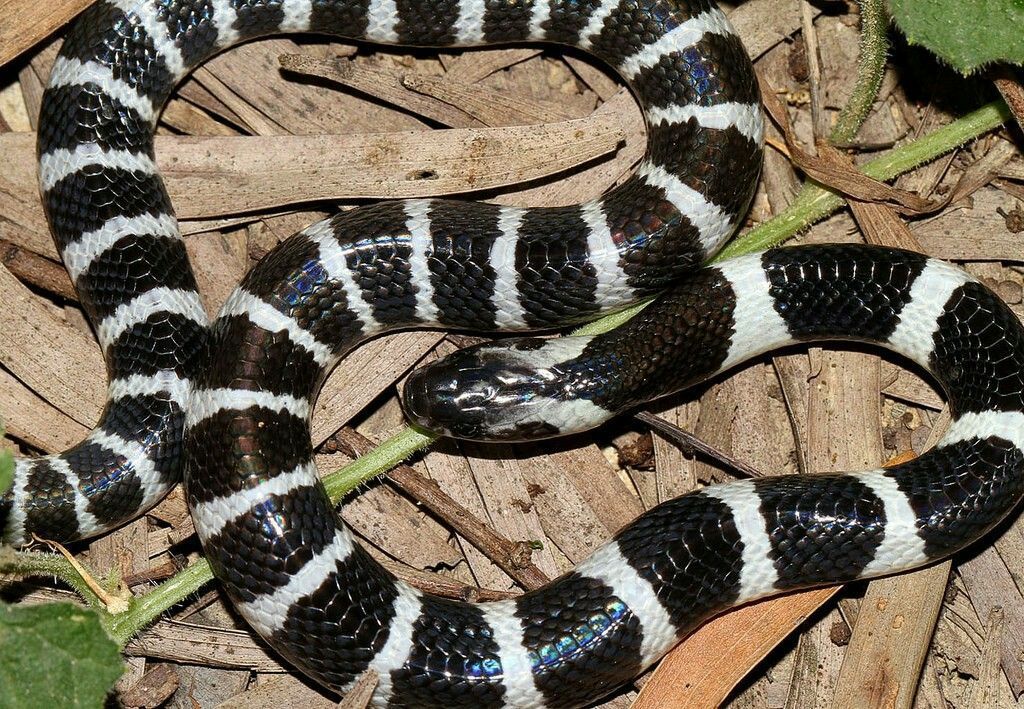 Bungarus multicinctus | Indonesia, Fauna