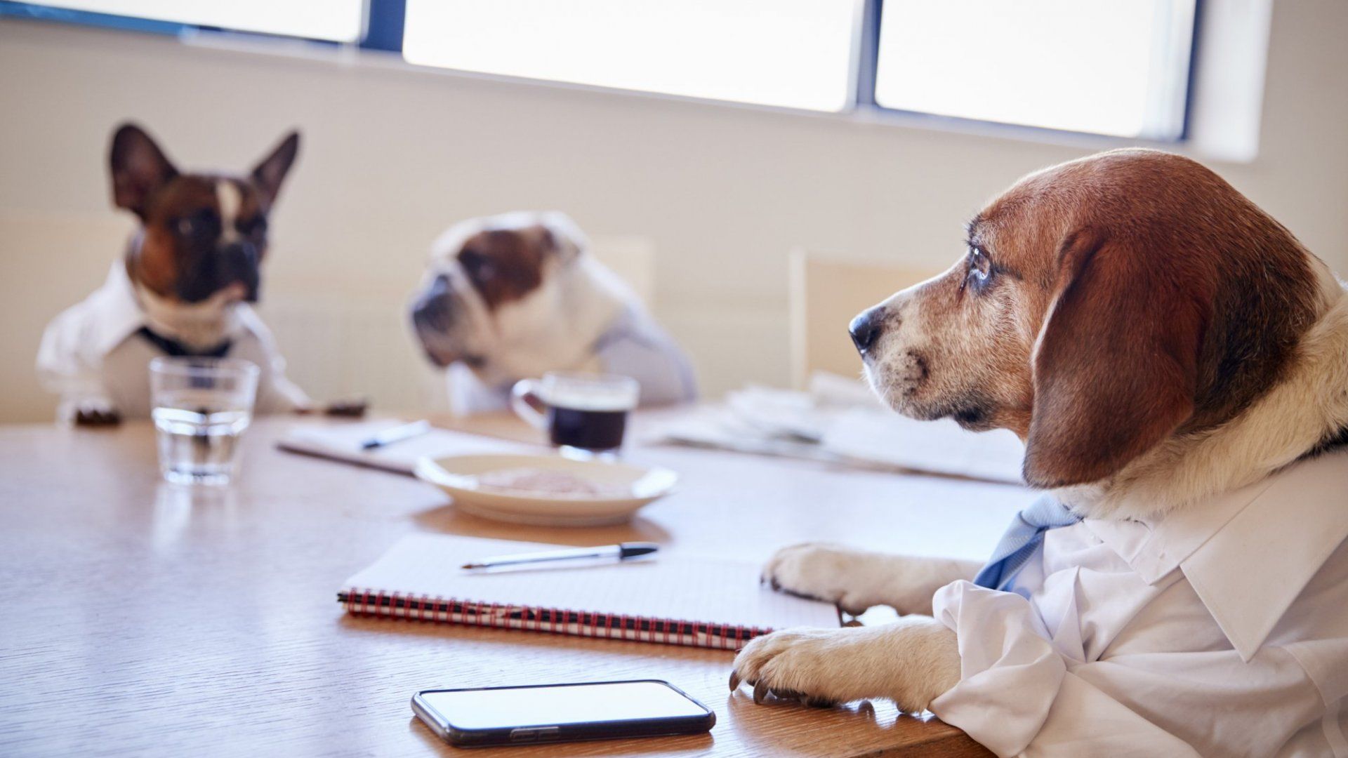 Dogs Have an Excellent Nose for Business. Here&#39;s How to Develop Yours on Take Your Dog to Work Day | Inc.com