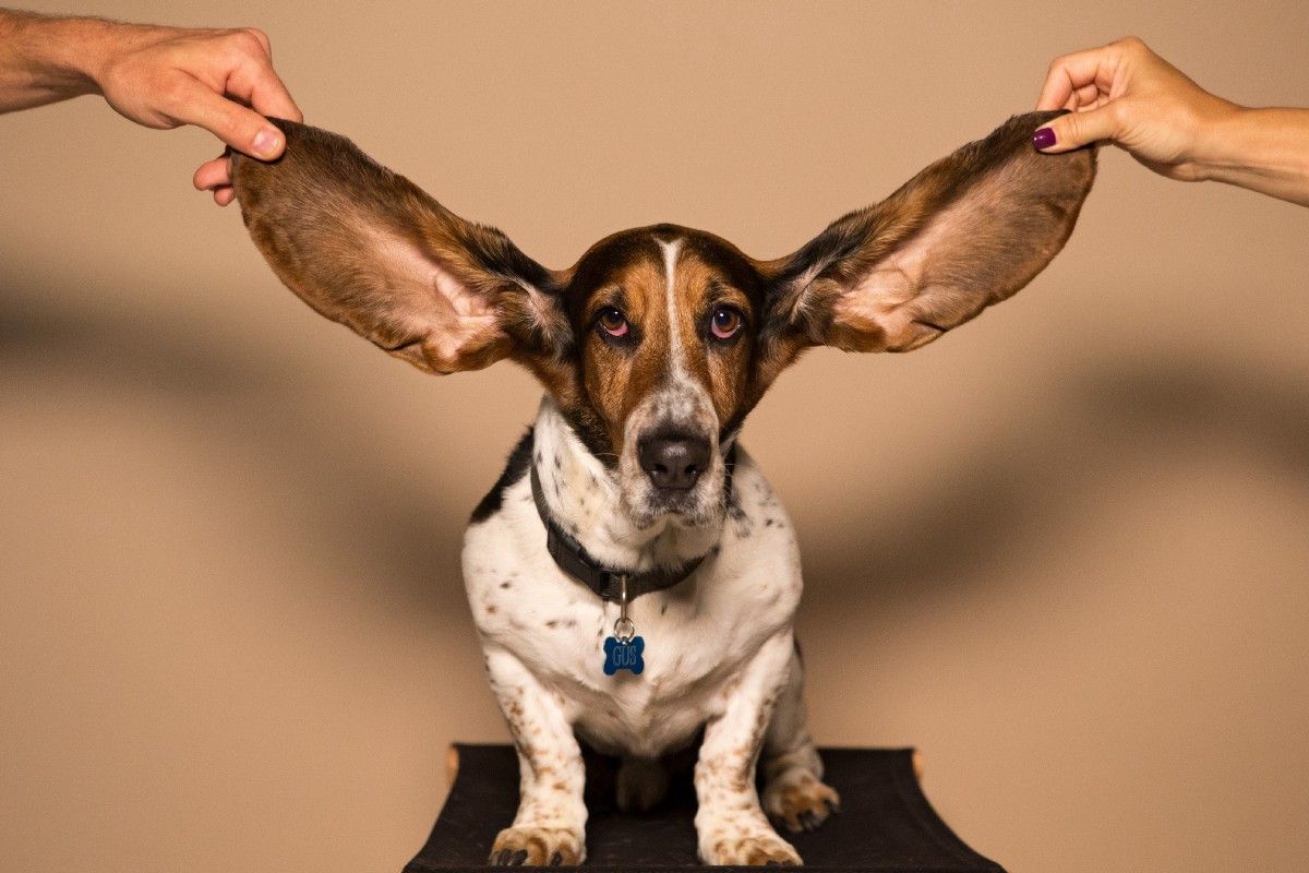How To Be An Aggressive Listener. And what you'll gain from mastering… | by Emily Kingsley | Medium