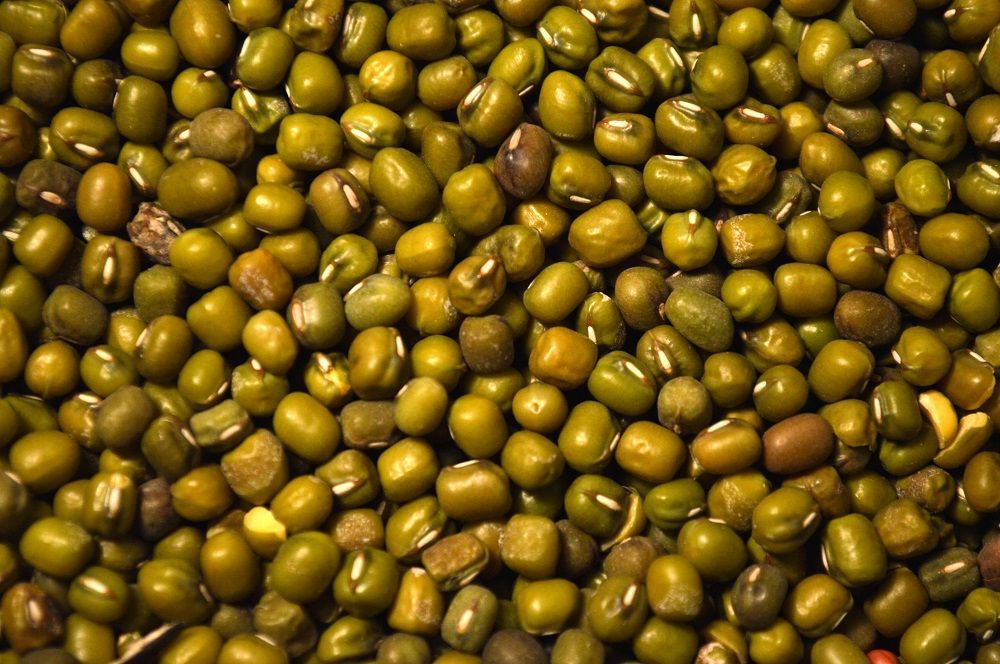 Mung Beans » Green Cover Seed