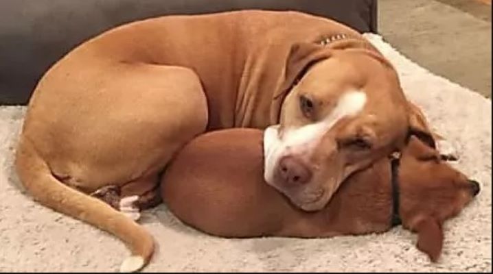 Tämä Pitbull-Chihuahua-kaksikko meni tilastoja vastaan
